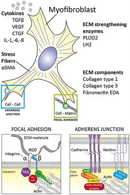 Unraveling SSc Pathophysiology; The Myofibroblast